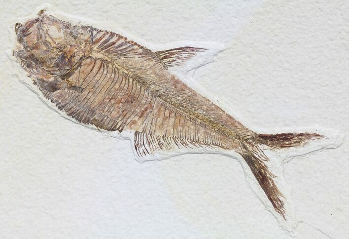 Diplomystus Fossil Fish - Wyoming #71864